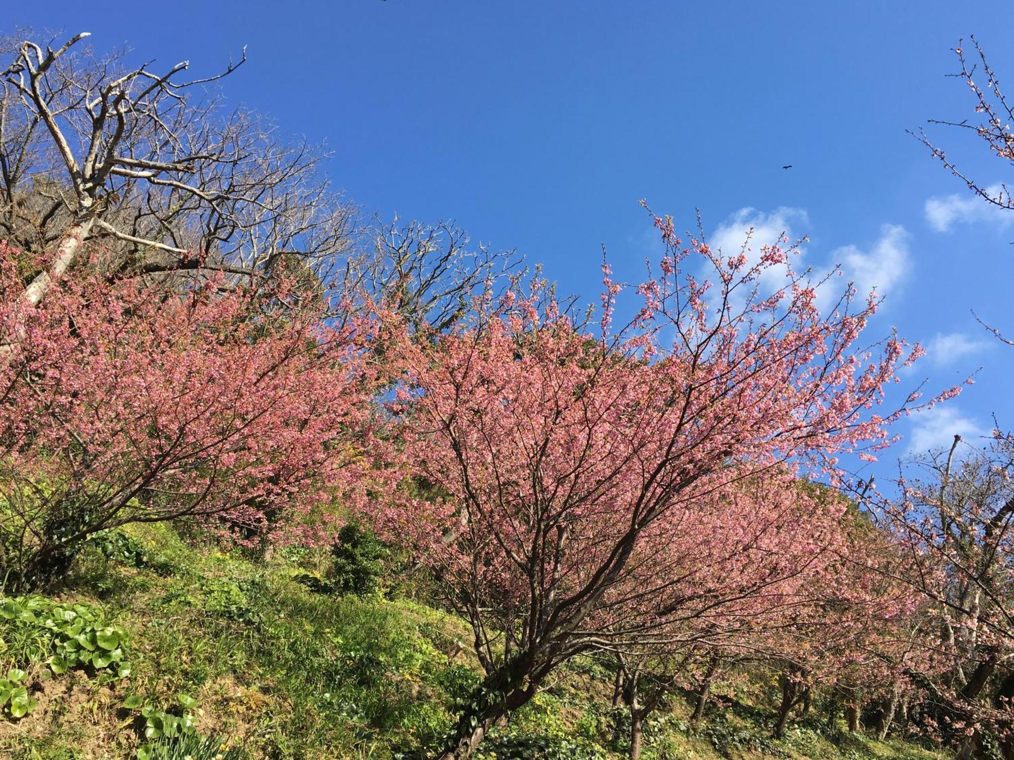 Dogashima Onsen Hotel Nishiizu Ngoại thất bức ảnh